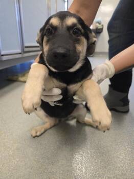 Rescue German Shepherd Dog and Mixed Breed Dogs for Adoption in Ontario, California - DUSTY | PetCurious