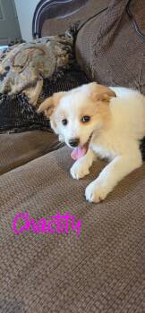Golden Retriever and Border Collie Dogs Available for Adoption in Warren, Michigan - Chastity | PetCurious