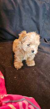 Rescue Havanese Dogs for Adoption in Troy, Virginia - Popeyes | PetCurious