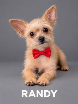 Randy -  Terrier Dog for Adoption in Lucas, Texas - Randy | PetCurious