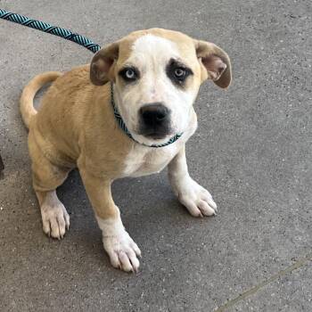 107815 -  Mixed Breed Dog for Adoption in Las Cruces, New Mexico - 107815 | PetCurious