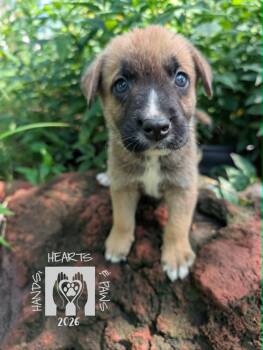 Lago -  Shepherd and Husky Dog for Adoption in Omaha, Nebraska - Lago | PetCurious