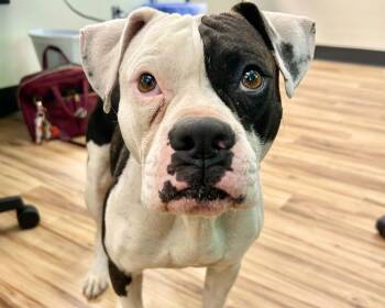 Petey -  Mixed Breed Dog for Adoption in Raleigh, North Carolina - Petey | PetCurious