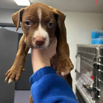 Mixed Breed Dogs Available for Adoption - Cyrus | PetCurious