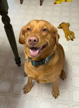 Trucker -  Labrador Retriever Dog for Adoption in Troy, Virginia - Trucker | PetCurious