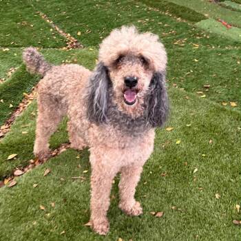 Eliza -  Standard Poodle Dog for Adoption in Sunrise, Florida - Eliza | PetCurious