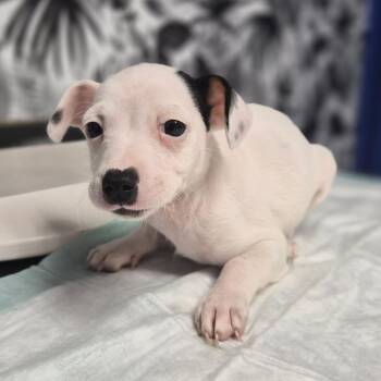 Jack Russell Terrier Dogs Available for Adoption in Wahiawa, Hawaii - Lettie | PetCurious