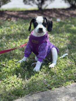 Beagle and Boston Terrier Dogs Available for Adoption in Columbia, Maryland - Peaches | PetCurious
