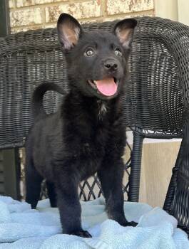 German Shepherd Dog Dogs Available for Adoption in Mount Pleasant, South Carolina - David | PetCurious