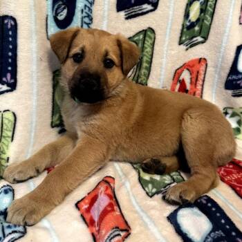 Labrador Retriever and Shepherd Dogs Available for Adoption - Amp | PetCurious