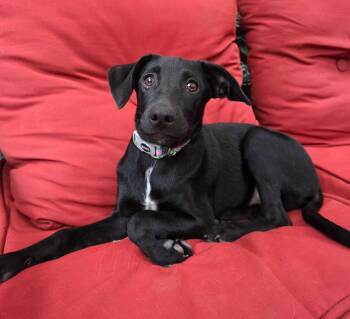Bella -  Labrador Retriever Dog for Adoption - Bella | PetCurious