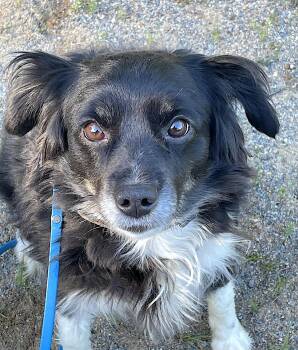 Australian Shepherd Dogs Available for Adoption in Bedford, Virginia - Lace | PetCurious