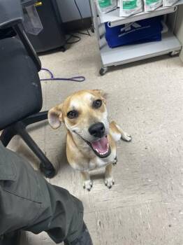 SHORTCAKE -  Parson Russell Terrier and Mixed Breed Dog for Adoption in Killeen, Texas - SHORTCAKE | PetCurious
