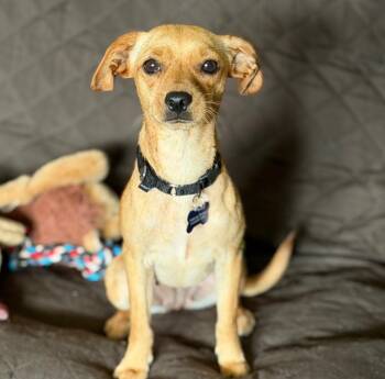 Cindy -  Chihuahua and Mixed Breed Dog for Adoption in Columbia, Illinois - Cindy | PetCurious