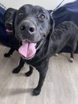 Manhattan-Not Accepting Applications Yet -  Black Labrador Retriever Dog for Adoption in Medina, Ohio - Manhattan-Not Accepting Applications Yet | PetCurious