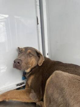 Weimaraner and Mixed Breed Dogs Available for Adoption in Stockton, California - MILO | PetCurious