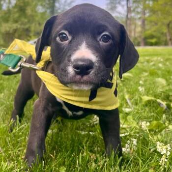 Bull Terrier and Mixed Breed Dogs Available for Adoption in Greensburg, Pennsylvania - Snow White | PetCurious