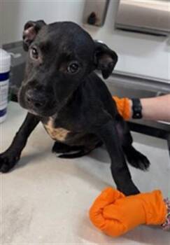 Labrador Retriever Dogs Available for Adoption in Baytown, Texas - KIP | PetCurious