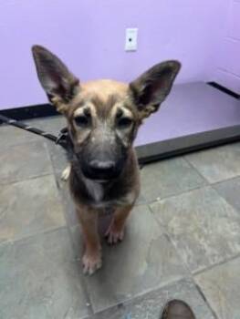 German Shepherd Dog and Mixed Breed Dogs Available for Adoption in El Paso, Texas - 60873237 | PetCurious