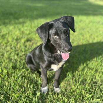 Steve -  Black Labrador Retriever Dog for Adoption in Holly Springs, Mississippi - Steve | PetCurious