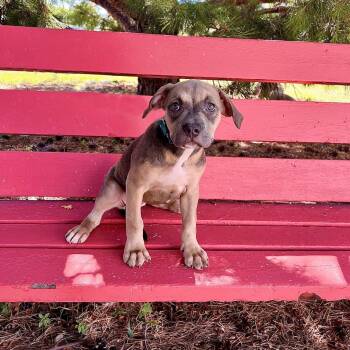 Kopi--In Foster -  Pit Bull Terrier Dog for Adoption in Fargo, North Dakota - Kopi--In Foster | PetCurious
