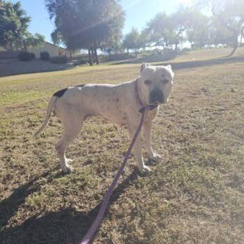 Snow White -  Pit Bull Terrier and American Bulldog Dog for Adoption in Glendale, Arizona - Snow White | PetCurious