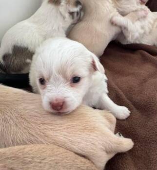 Chiweenie Dogs Available for Adoption - Pancake | PetCurious