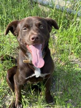 Rescue Labrador Retriever Dogs for Adoption in Virginia Beach, Virginia - Mauro | PetCurious
