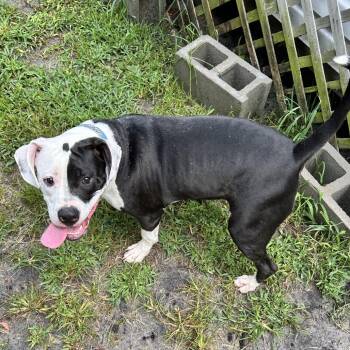Little Man -  Pit Bull Terrier Dog for Adoption in Newport, North Carolina - Little Man | PetCurious