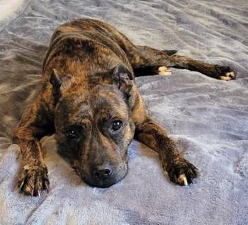 Irie -  Terrier and Mixed Breed Dog for Adoption in Honolulu, Hawaii - Irie | PetCurious