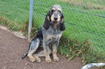 Brussels Griffon and Mixed Breed Dogs Available for Adoption - Nicte | PetCurious