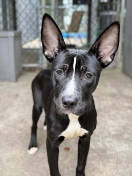 Rescue Pit Bull Terrier Dogs for Adoption in Crete, Illinois - Banderita | PetCurious