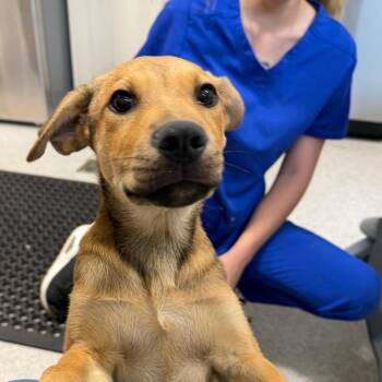 Sixto -  Labrador Retriever and Mixed Breed Dog for Adoption in Englewood, Florida - Sixto | PetCurious