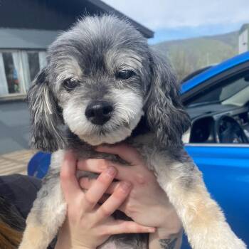 Miniature Poodle and Yorkie Poo Dogs Available for Adoption - Birdie (Hospice Adoption) | PetCurious