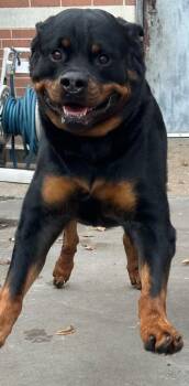 Bear -  Rottweiler Dog for Adoption in Dallas, Texas - Bear | PetCurious
