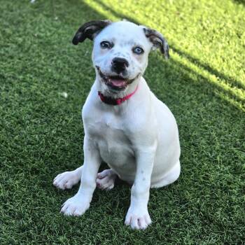 Daisy Mae -  Boxer and Boston Terrier Dog for Adoption in Snyder, Texas - Daisy Mae | PetCurious