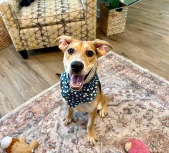 Sweet Pea The Angel Eyed Darling -  German Shepherd Dog and Labrador Retriever Dog for Adoption in Friendswood, Texas - Sweet Pea The Angel Eyed Darling | PetCurious