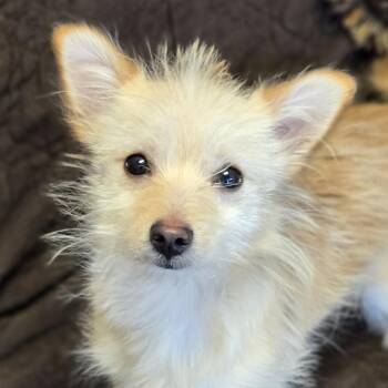 Yorkshire Terrier and Chihuahua Dogs Available for Adoption - Albie | PetCurious