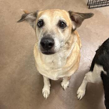 Leia w/ Rey -  Mixed Breed Dog for Adoption in Flagstaff, Arizona - Leia W/ Rey | PetCurious