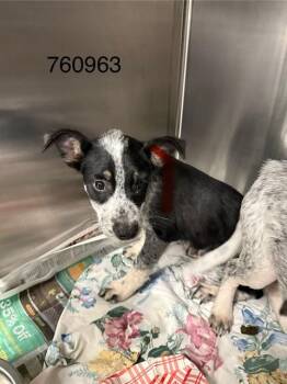SETH -  Australian Cattle Dog Blue Heeler and Mixed Breed Dog for Adoption in St. Louis, Missouri - SETH | PetCurious
