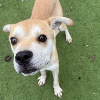 Rescue Mixed Breed Dogs for Adoption - Barney | PetCurious