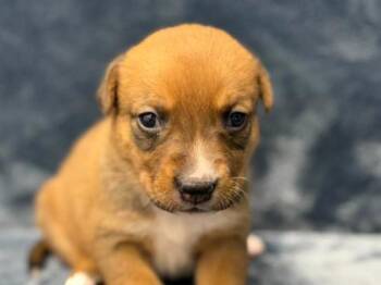 Pit Bull Terrier Dogs Available for Adoption - Cosette | PetCurious