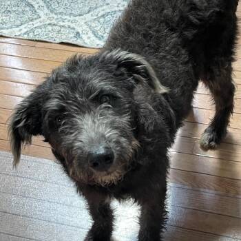 Kayla -  Standard Poodle and Standard Schnauzer Dog for Adoption in Silver Spring, Maryland - Kayla | PetCurious