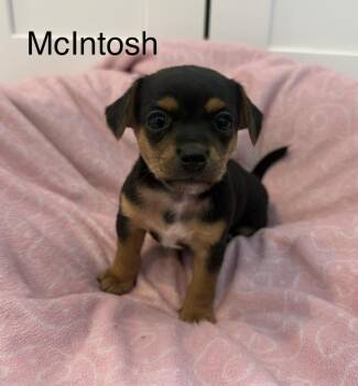 Terrier Dogs Available for Adoption in Seattle, Washington - McIntosh | PetCurious