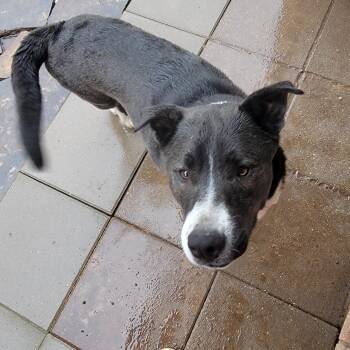 Husky and Shepherd Dogs Available for Adoption in Houston, Texas - Boysen | PetCurious