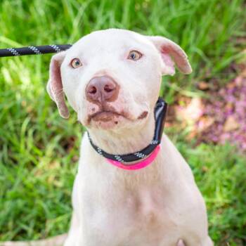 Paisly -  American Staffordshire Terrier and Mixed Breed Dog for Adoption in Hattiesburg, Mississippi - Paisly | PetCurious