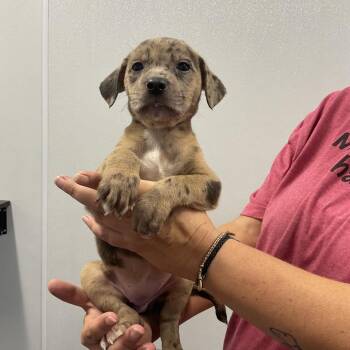 Gloria -  Mixed Breed Dog for Adoption in Saint Joseph, Missouri - Gloria | PetCurious