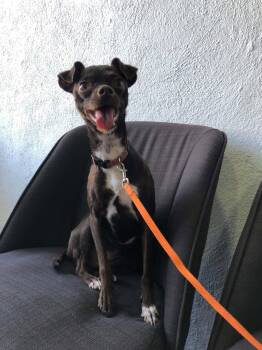 Bella -  Miniature Pinscher and Chihuahua Dog for Adoption in Escondido, California - Bella | PetCurious