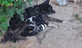 Cafe -  Australian Cattle Dog Blue Heeler Dog for Adoption in Newport, Kentucky - Cafe | PetCurious