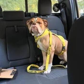 Coconut Crunch -  Mixed Breed Dog for Adoption in Binghamton, New York - Coconut Crunch | PetCurious